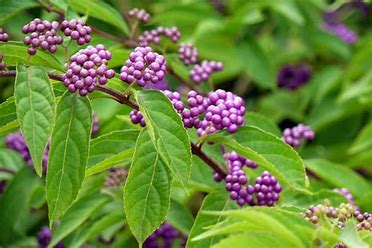 Callicarpa bodinieri 'profusion'