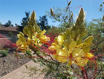 Caesalpinia gilliessii