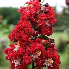 Lagerstroemia indica 'Dynamite'