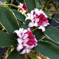 Daphné odora 'aureomarginata'