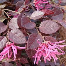 Loropétalum chinense 'fire dance'
