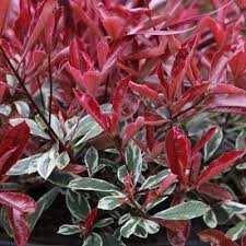Photinia x fraseri 'Louise Mc Larlou'