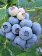 Myrtillier 'Ivanhoé'