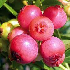 Myrtillier 'Pink Lemonade'