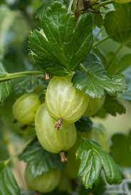 Groseillier maquereau 'Invicta'