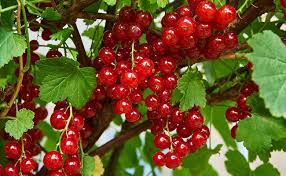 Groseillier 'Jonkheer van Tets'