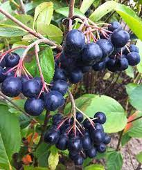 Aronia 'Nero'