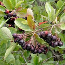 Aronia 'Hugin'