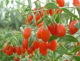 Goji chinense