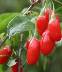 Goji barbarum