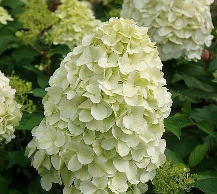 Hortensia paniculata 'Hercules'