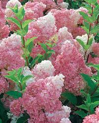Hortensia paniculata 'Vanille Fraise'