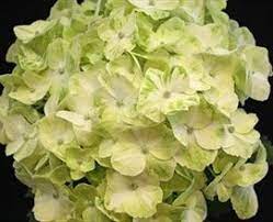 Hortensia paniculata 'Mojito'