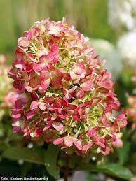 Hortensia paniculata 'Graffiti'