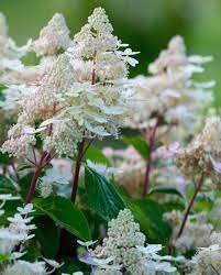 Hortensia paniculata 'Early Harry'