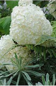 Hortensia arborescens 'Annabelle'