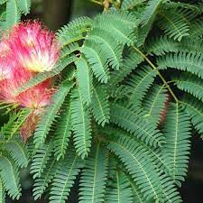 Albizia julibrissin 'Rouge Selection'