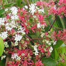 Heptacodium miconioides
