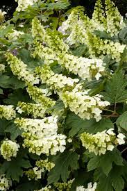 Hortensia quercifolia 'Snow Queen'