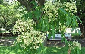 Tetradium daniellii - Arbre à Miel