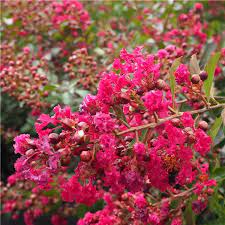 Lagerstroemia indica 'Red Imperator'