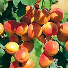 Abricotier 'Tardif de Tain'