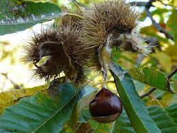 Châtaignier de semis