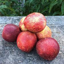Nectarine 'Snow Queen'