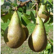 Poirier 'Conférence'