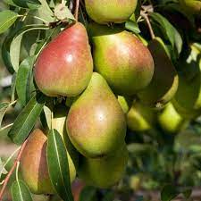 Poirier 'Louise Bonne d'Avranches'