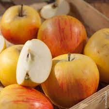 Pommier 'Reine des Reinettes'