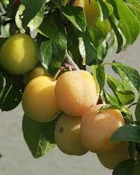 Prunier 'Reine-Claude dorée'