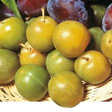 Prunier 'Mr Jaune'
