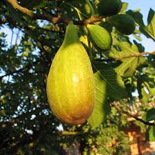 Figuier 'Longue du Portugal'