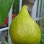 Figuier 'Fiorone Giallo'