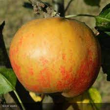 Pommier 'Belle de Boskoop'