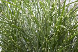 Miscanthus sinensis 'strictus'