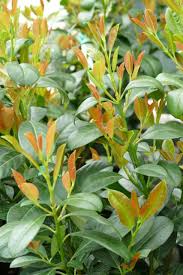 Prunus laurocerasus 'Bonaparte'