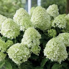 Hortensia paniculata 'Little Spooky'