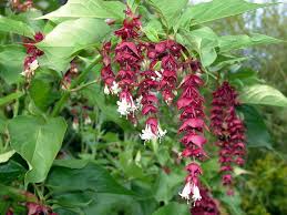 Leycesteria formosa