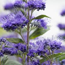 Caryoptéris clandonensis 'Grand Bleu'