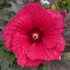 Hibiscus moscheutos 'Pink Passion'