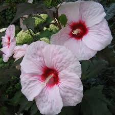 Hibiscus moscheutos 'Jolly Heart'