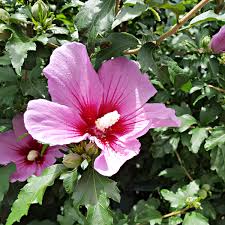Hibiscus syriacus 'Purple Flower Tower'