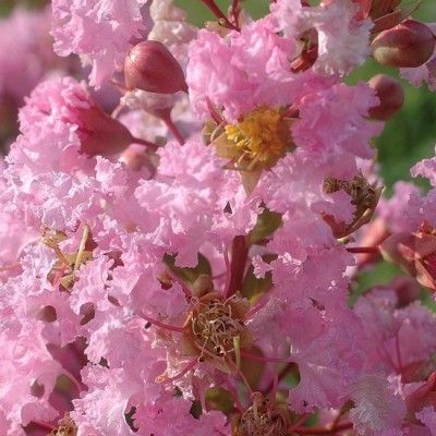 Lagerstroemia Rose