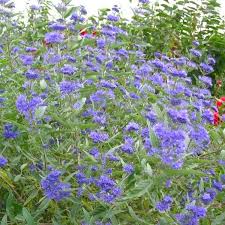 Caryopteris x clandonensis 'Kew Blue'