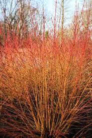 Cornus sanguinea 'Midwinter Fire'