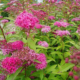 Spirea japonica 'Froebelii'