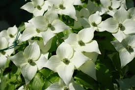 Cornus kousa 'Chinensis'