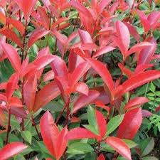 Photinia x fraseri 'Red Robin'